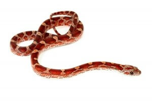 Pantherophis guttatus, bloodred, mâle subadulte